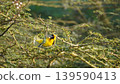 male masked weaver building a nest 139590413