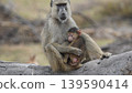 A baboon mother holding her baby 139590414