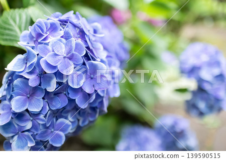 Purple hydrangea Purple hydrangea 139590515
