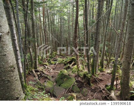 9月下旬的北小岳(長野縣茅野市、佐久保町) 9月下旬的北小岳(長野縣茅野市、佐久保町) 139590618