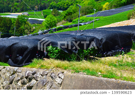 茶園、蔭蔽栽培、及束茶村、白鬚茶園及石寺茶園 139590623