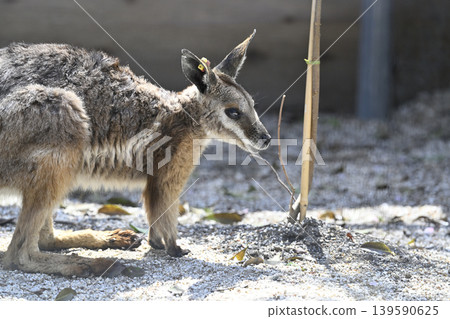 Wallaby (Striped Rock Wallaby) Kangaroo Wallaby (Striped Rock Wallaby) Kangaroo 139590625