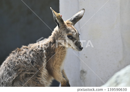 Wallaby (Striped Rock Wallaby) Kangaroo 139590630