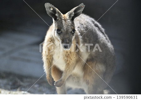 Wallaby (Striped Rock Wallaby) Kangaroo 139590631