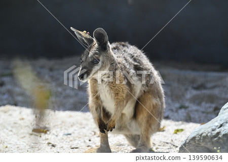Wallaby (Striped Rock Wallaby) Kangaroo Wallaby (Striped Rock Wallaby) Kangaroo 139590634