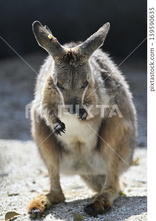 Wallaby (Striped Rock Wallaby) Kangaroo Wallaby (Striped Rock Wallaby) Kangaroo 139590635