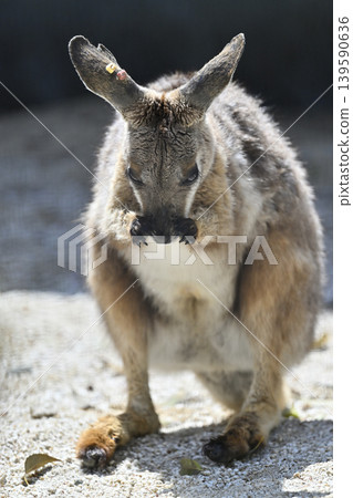 Wallaby (Striped Rock Wallaby) Kangaroo 139590636