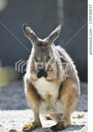 Wallaby (Striped Rock Wallaby) Kangaroo Wallaby (Striped Rock Wallaby) Kangaroo 139590637
