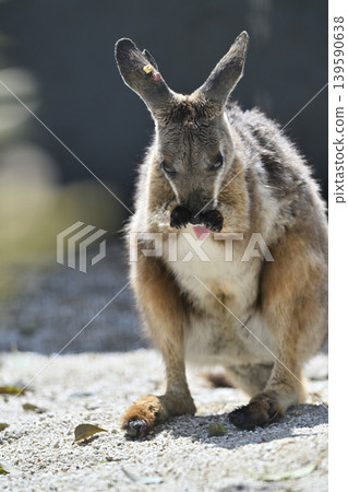 Wallaby (Striped Rock Wallaby) Kangaroo Wallaby (Striped Rock Wallaby) Kangaroo 139590638