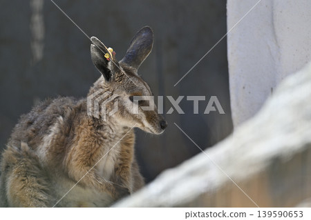 Wallaby (Striped Rock Wallaby) Kangaroo 139590653