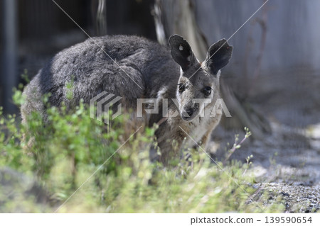 Wallaby (Striped Rock Wallaby) Kangaroo 139590654