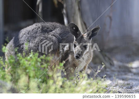 Wallaby (Striped Rock Wallaby) Kangaroo 139590655