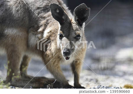 Wallaby (Striped Rock Wallaby) Kangaroo Wallaby (Striped Rock Wallaby) Kangaroo 139590660