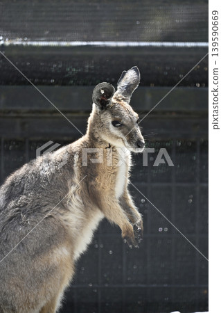 Wallaby (Striped Rock Wallaby) Kangaroo 139590669