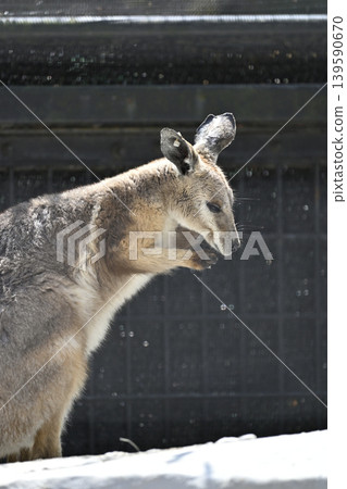 Wallaby (Striped Rock Wallaby) Kangaroo 139590670