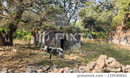 Tilla Jogian ancient Hindu temple ruins with cattle in wild forest Pakistan 139590681