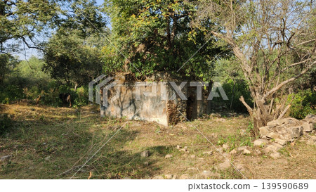 Tilla Jogian abandoned flat roof Hindu temple with tree growing inside Pakistan 139590689