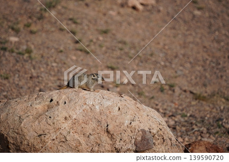 Ground squirrel standing near burrow in arid landscape Ground squirrel standing near burrow in arid landscape 139590720