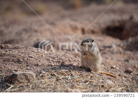 Ground squirrel standing near burrow in arid landscape 139590721