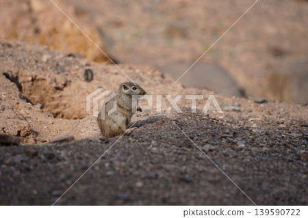 Wild Great Gerbil standing alert near its burrow in Charyn Canyon, Kazakhstan Wild Great Gerbil standing alert near its burrow in Charyn Canyon, Kazakhstan 139590722
