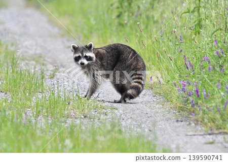 raccoon  139590741