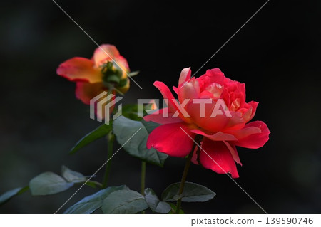 rose rose 139590746