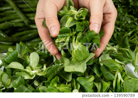 Hands holding fresh corn salad leaves in bowl Hands holding fresh corn salad leaves in bowl 139590789