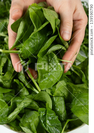 Hands holding fresh green spinach leaves Hands holding fresh green spinach leaves 139590790