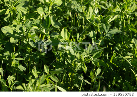 Lush Green Alfalfa Field Growing Under Bright Sunlight Lush Green Alfalfa Field Growing Under Bright Sunlight 139590798