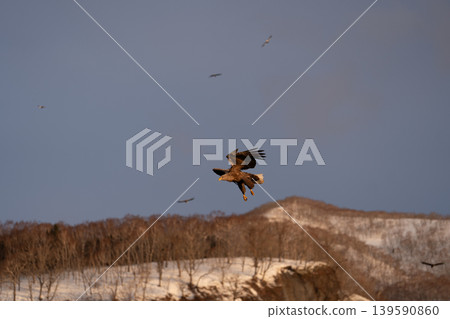 Rausu and birds of prey (Steller's sea eagles and white-tailed eagles) at dawn in winter Rausu and birds of prey (Steller's sea eagles and white-tailed eagles) at dawn in winter 139590860