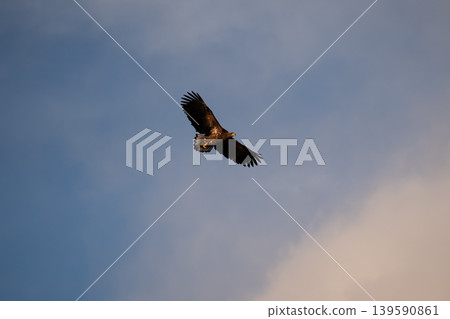 Rausu and birds of prey (Steller's sea eagles and white-tailed eagles) at dawn in winter Rausu and birds of prey (Steller's sea eagles and white-tailed eagles) at dawn in winter 139590861