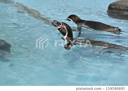 A penguin (Humboldt penguin) swimming comfortably. 139590895
