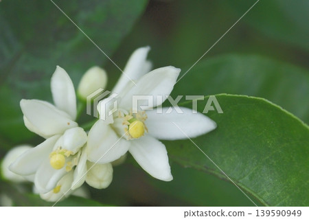 white tangerine flower white tangerine flower 139590949