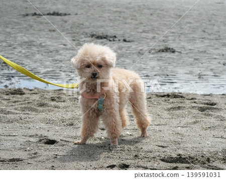 Toy poodle playing at the water's edge Toy poodle playing at the water's edge 139591031