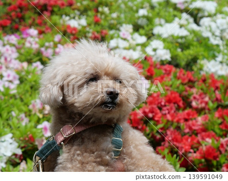 Tulips and a Toy Poodle in a Blue Dress 139591049