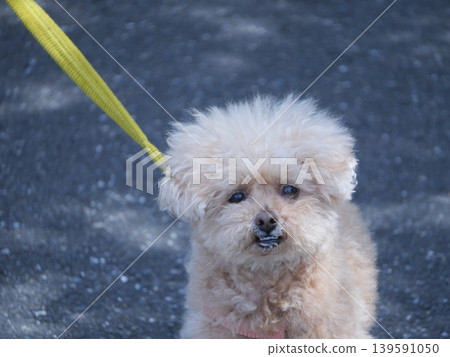 Toy poodle playing in the snow Toy poodle playing in the snow 139591050