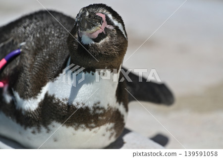 Penguin (Humboldt penguin) Penguin (Humboldt penguin) 139591058