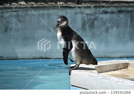 Penguin (Humboldt penguin) 139591066