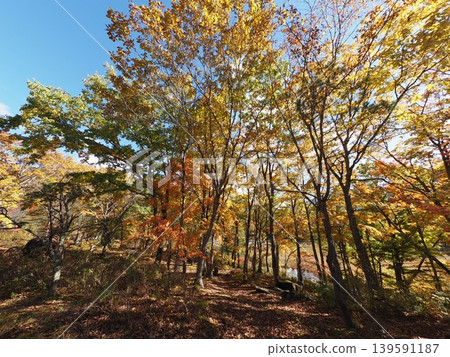 十月下旬的觀音沼森林公園(福島縣下鄉町)。 十月下旬的觀音沼森林公園(福島縣下鄉町)。 139591187