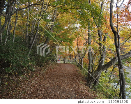 十月下旬的觀音沼森林公園（福島縣下鄉町）。 139591208