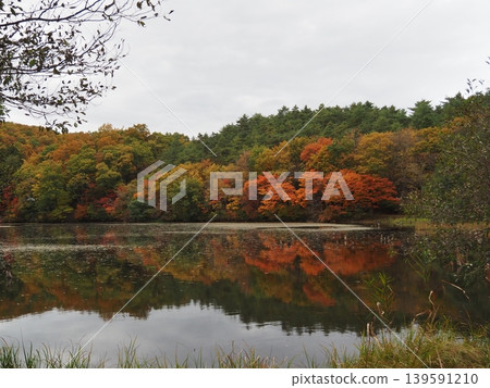 十月下旬的觀音沼森林公園(福島縣下鄉町)。 十月下旬的觀音沼森林公園(福島縣下鄉町)。 139591210