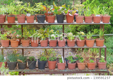 Variety of potted plants are for sale. Garden store with flowers. Seedlings in containers in local market. Flowers delivery for decoration. Sunny day. 139591237
