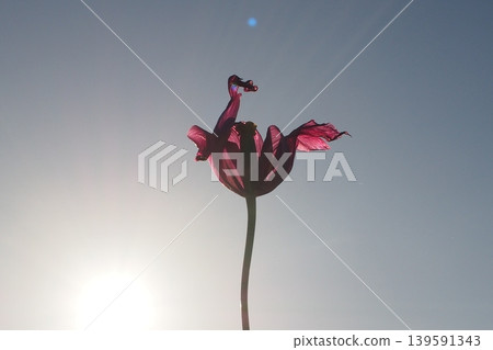 flowers fluttering in the wind flowers fluttering in the wind 139591343