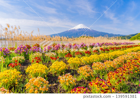 (Yamanashi Prefecture) Mount Fuji can be seen from Kawaguchiko Oishi Park, where colorful flowers are in bloom. (Yamanashi Prefecture) Mount Fuji can be seen from Kawaguchiko Oishi Park, where colorful flowers are in bloom. 139591381