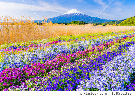 (Yamanashi Prefecture) Mount Fuji can be seen from Kawaguchiko Oishi Park, where colorful flowers are in bloom. (Yamanashi Prefecture) Mount Fuji can be seen from Kawaguchiko Oishi Park, where colorful flowers are in bloom. 139591382