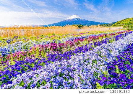 (Yamanashi Prefecture) Mount Fuji can be seen from Kawaguchiko Oishi Park, where colorful flowers are in bloom. (Yamanashi Prefecture) Mount Fuji can be seen from Kawaguchiko Oishi Park, where colorful flowers are in bloom. 139591383