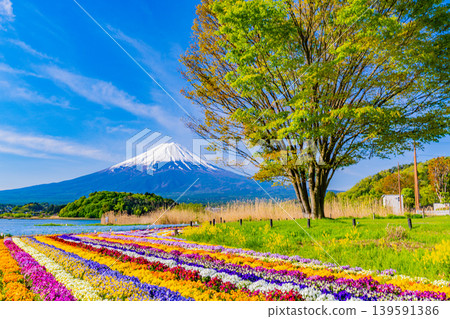(山梨縣)從河口湖大石公園可以看到富士山,那裡鮮花盛開。 (山梨縣)從河口湖大石公園可以看到富士山,那裡鮮花盛開。 139591386