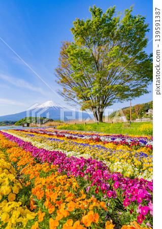(Yamanashi Prefecture) Mount Fuji can be seen from Kawaguchiko Oishi Park, where colorful flowers are in bloom. (Yamanashi Prefecture) Mount Fuji can be seen from Kawaguchiko Oishi Park, where colorful flowers are in bloom. 139591387
