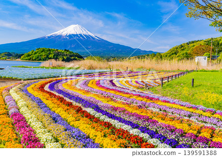 (Yamanashi Prefecture) Mount Fuji can be seen from Kawaguchiko Oishi Park, where colorful flowers are in bloom. (Yamanashi Prefecture) Mount Fuji can be seen from Kawaguchiko Oishi Park, where colorful flowers are in bloom. 139591388
