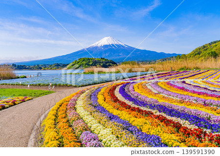 (山梨縣)從河口湖大石公園可以看到富士山,那裡鮮花盛開。 (山梨縣)從河口湖大石公園可以看到富士山,那裡鮮花盛開。 139591390